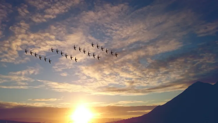 Birds in flight with sun